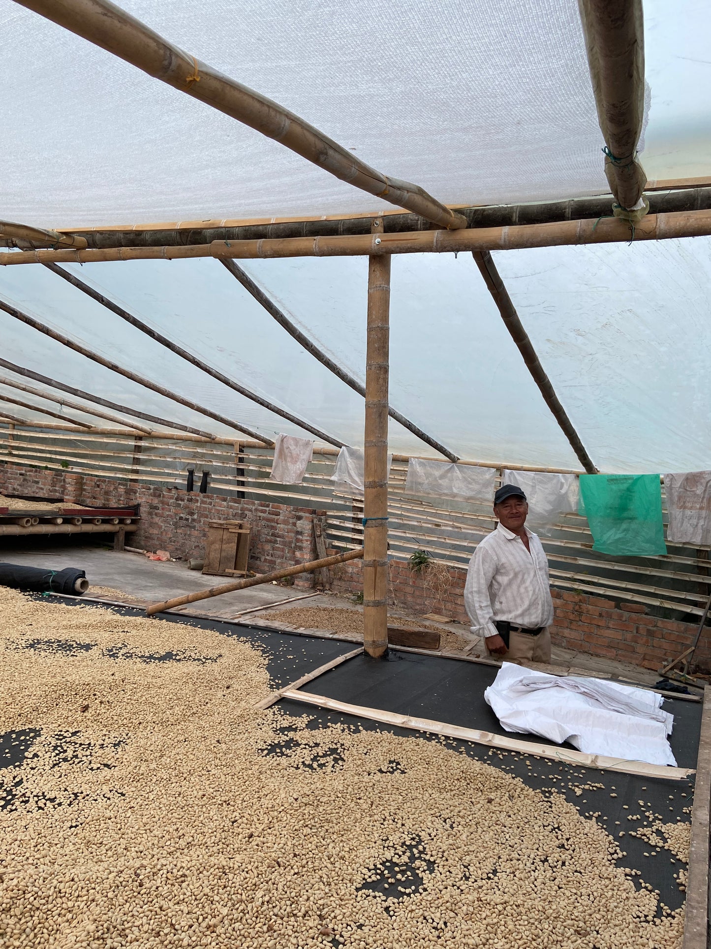 Gesha by Angel Ortega